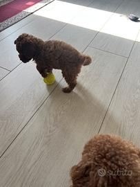 Cucciolo barboncino toy 2 mesi