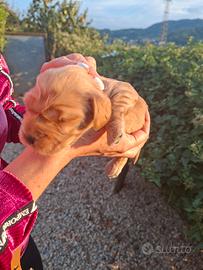 cuccioli di cocker 