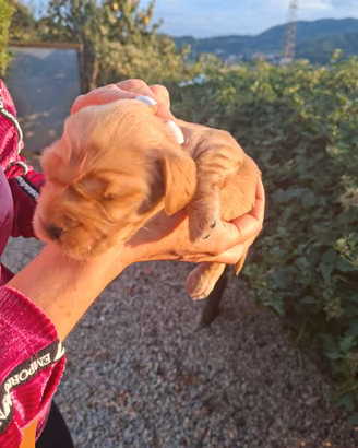 cuccioli di cocker 