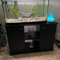 Acquario
