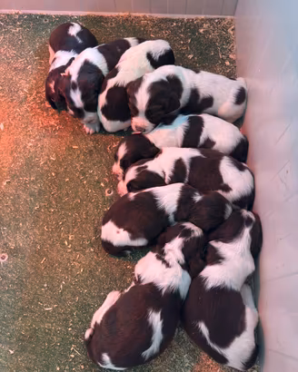 Cuccioli Springer Spaniel Inglese