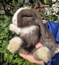 Coniglio ariete nano