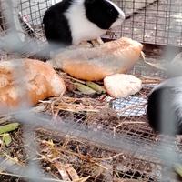 porcellini dindia... 