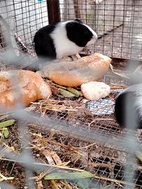 porcellini dindia... 