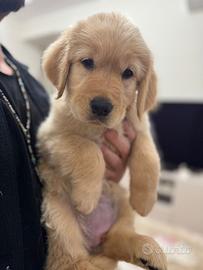 Cucciola di GOLDEN retriver