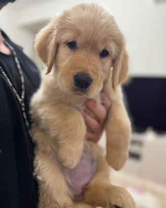 Cucciola di GOLDEN retriver