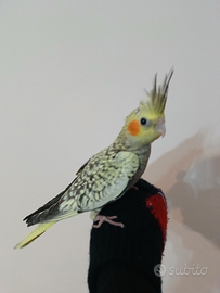 Splendida calopsite allevata a mano