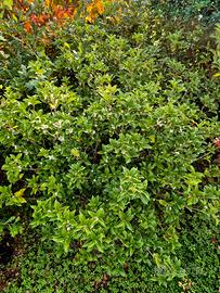 occasioni Osmanthus arbusto per rinnovo vivaio
