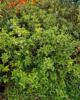 occasioni Osmanthus arbusto per rinnovo vivaio