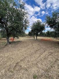 Terreno Agricolo Barile [Cod. rif 3283279VCG]