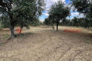 Terreno Agricolo Barile [Cod. rif 3283279VCG]