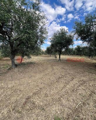 Terreno Agricolo Barile [Cod. rif 3283279VCG]