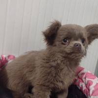 Cuccioli di chihuahua a pelo lungo con pedigree