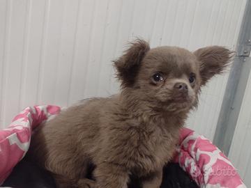 Cuccioli di chihuahua a pelo lungo con pedigree