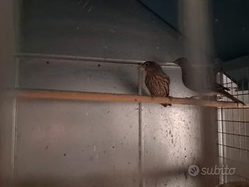 Ciuffolotti messicani