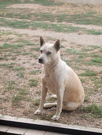 Hasky