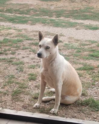 Hasky