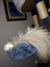Gatto siberiano