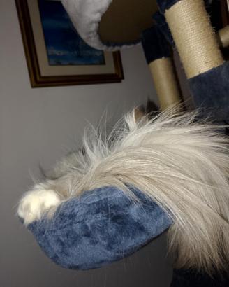 Gatto siberiano