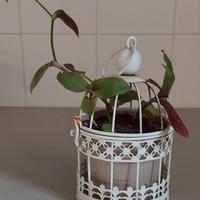 gabbietta apribile completa di pianta