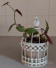 gabbietta apribile completa di pianta