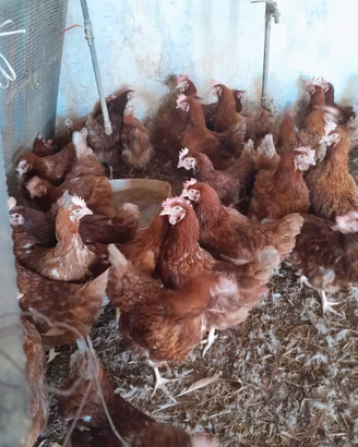 Galline