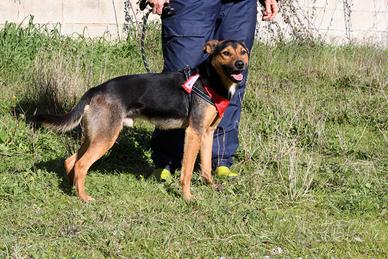 Cagnolino dolcissimo soffre la reclusione