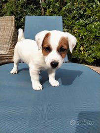 Jack Russell