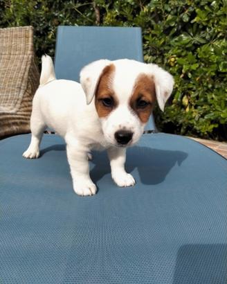 Jack Russell