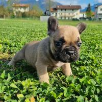 Bouledogue francese cuccioli pedigree enci