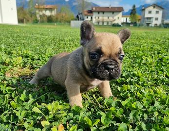 Bouledogue francese cuccioli pedigree enci
