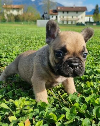 Bouledogue francese cuccioli pedigree enci