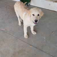 Cane da pastore maremmano abruzzese