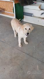Cane da pastore maremmano abruzzese