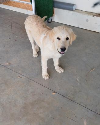 Cane da pastore maremmano abruzzese