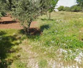 Terreno di alberi di mandorle oliva