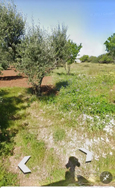 Terreno di alberi di mandorle oliva