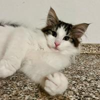 Gattina norvegese delle foreste