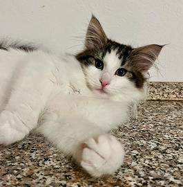 Gattina norvegese delle foreste