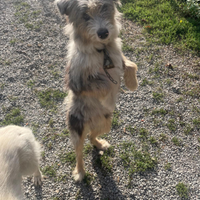 Cane da conduzione gregge, mix Australian