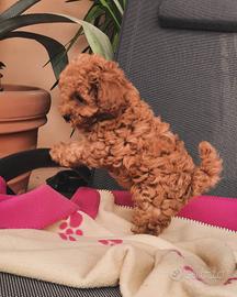 Cucciola di Barboncino Toy