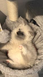 Cucciolo maschio dolcissimo mamma ragdoll