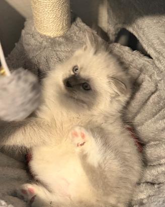 Cucciolo maschio dolcissimo mamma ragdoll