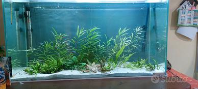 acquario 250 litri 