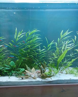 acquario 250 litri 