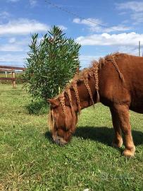 Pony