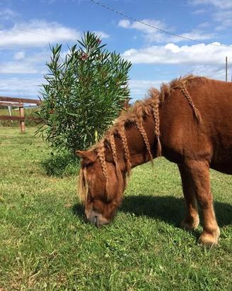 Pony