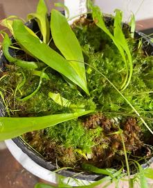 Utricularia longifolia