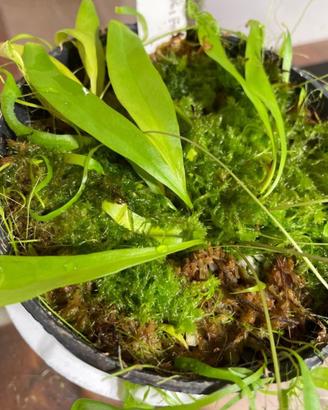 Utricularia longifolia