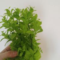 decorazione per acquario 